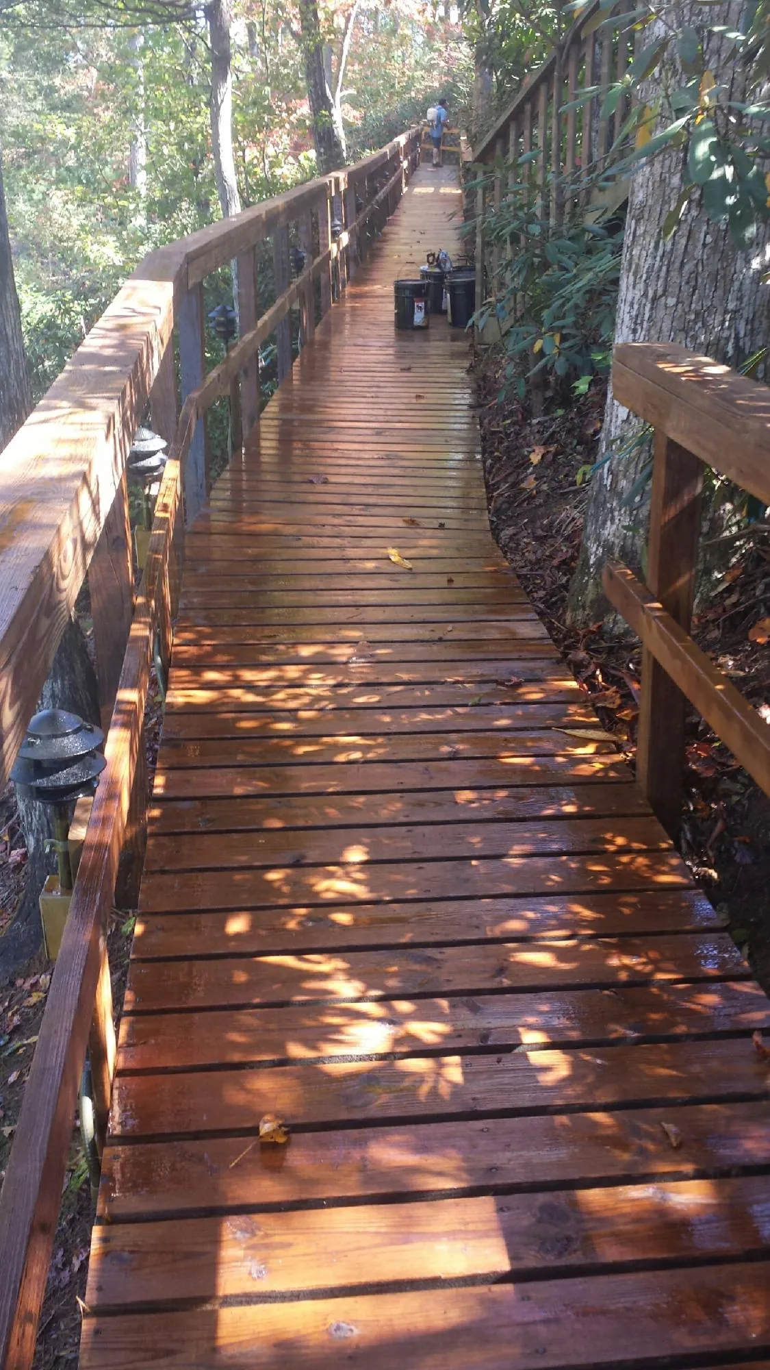 Freshly stained wood walkway winding through the woods in Corte Madera